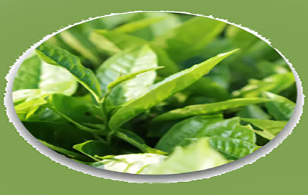 فواید روغن درخت چای برای پوست و مو